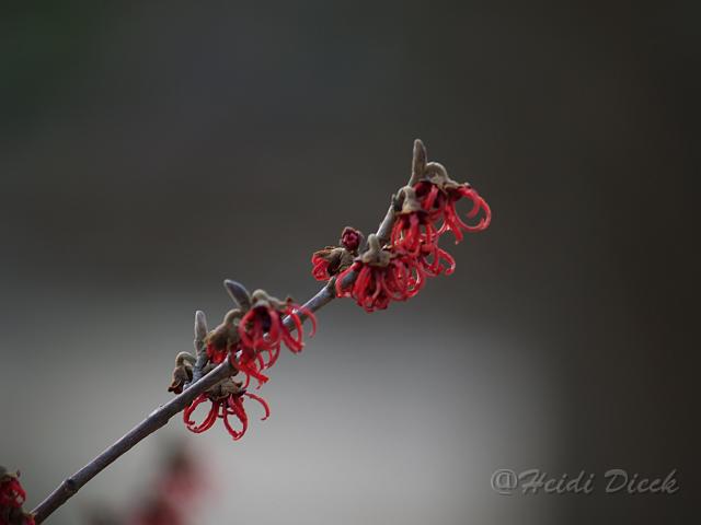 Hamamelis japonica Rubin5.JPG - Hamamelis japonica 'Rubin'Berggarten Hannover, 2006